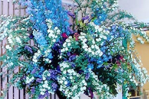 テレビ朝日連続ドラマ「けものみち」